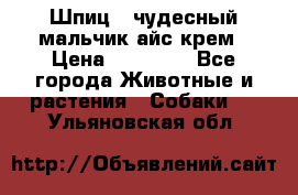 Шпиц - чудесный мальчик айс-крем › Цена ­ 20 000 - Все города Животные и растения » Собаки   . Ульяновская обл.